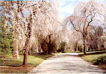 Flowering trees along a path